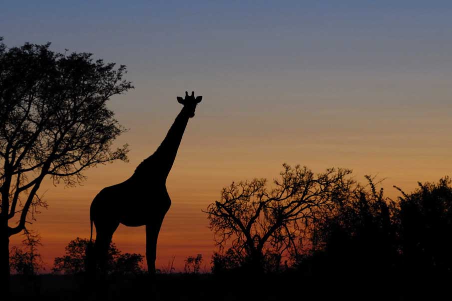 Sunrise Giraffe