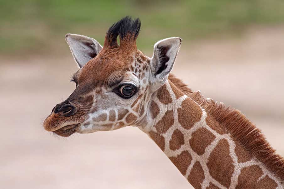 Cute Giraffe