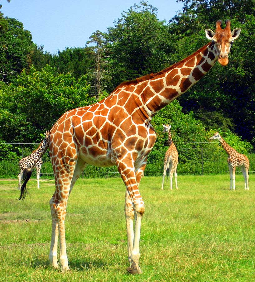 Giraffe 1