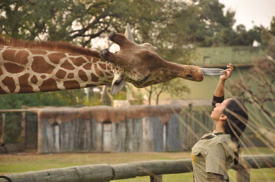 Giraffe Feeding