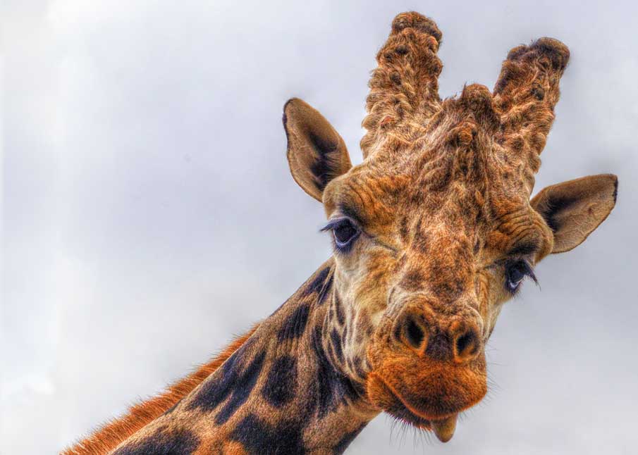 Jasper the Giraffe