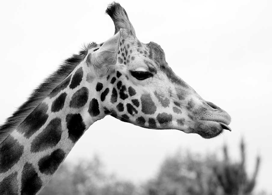 Giraffe