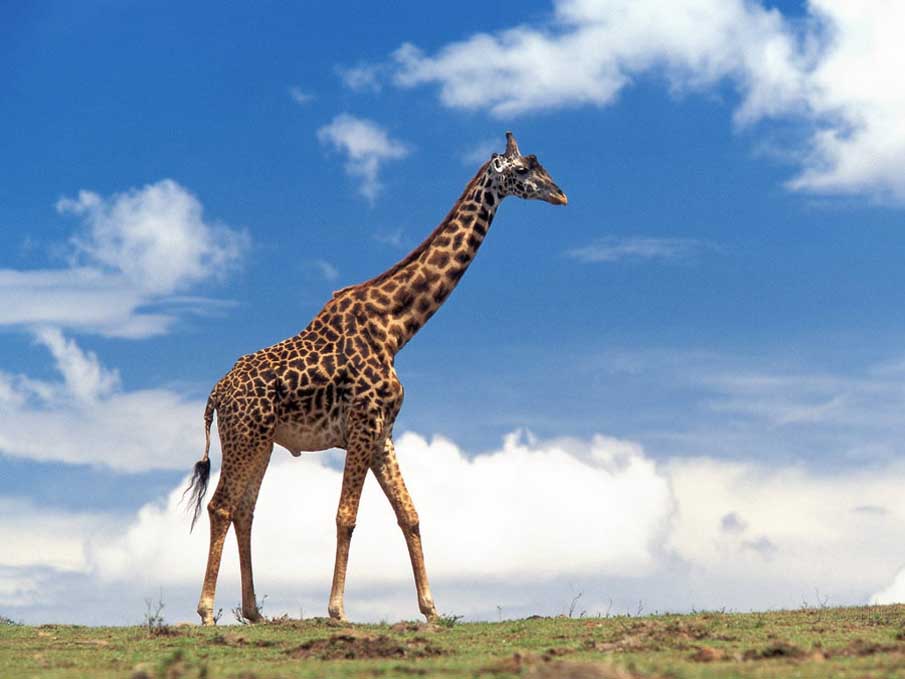 Giraffe 4