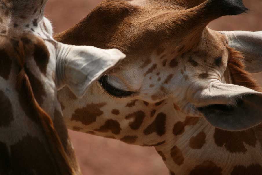 Giraffe Love