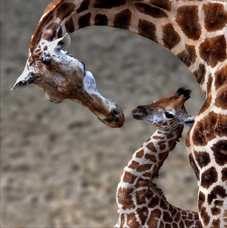 A Mother Love