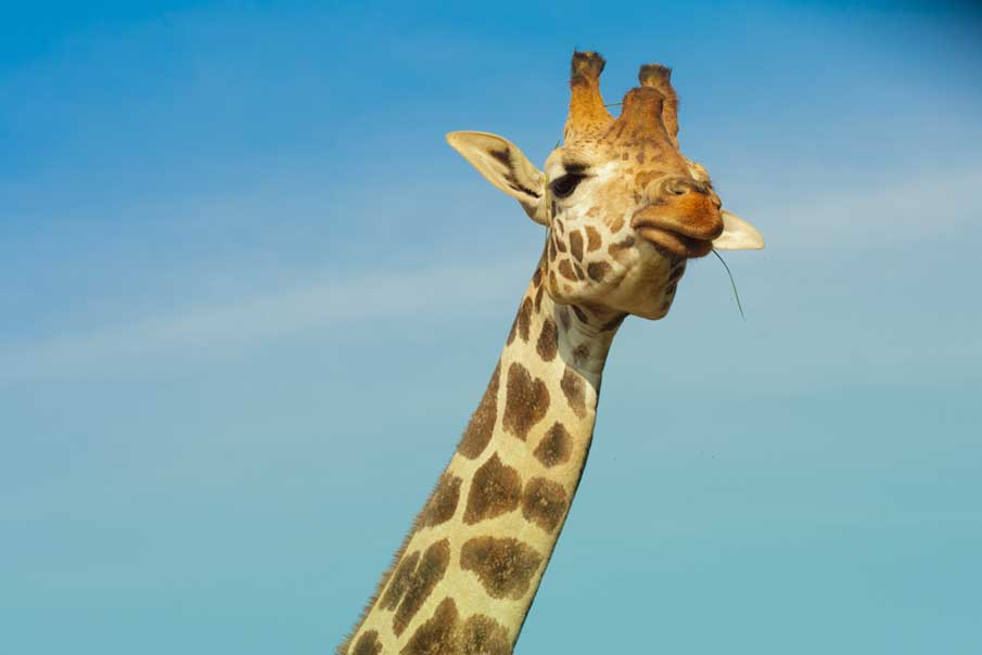 Giraffe 7