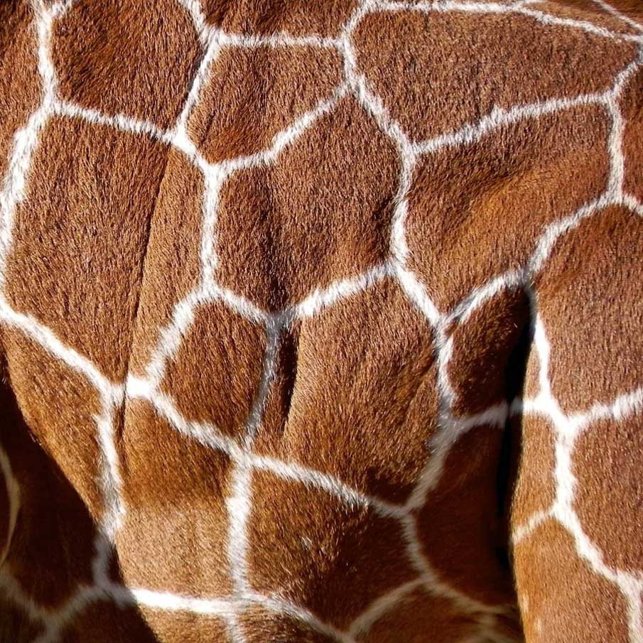 Fluffy Fur of Giraffe