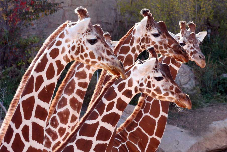 Giraffe Girls