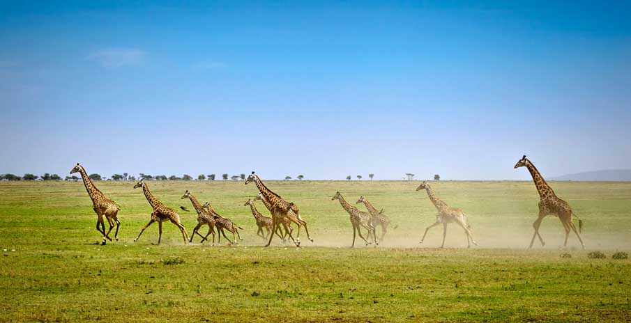 Running Giraffes on the Open Serengeti