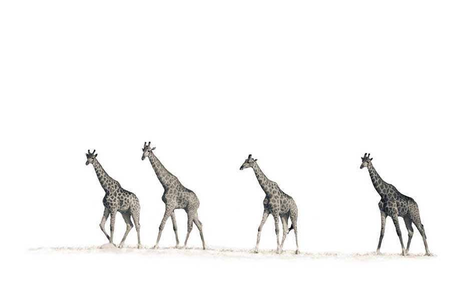 Giraffes