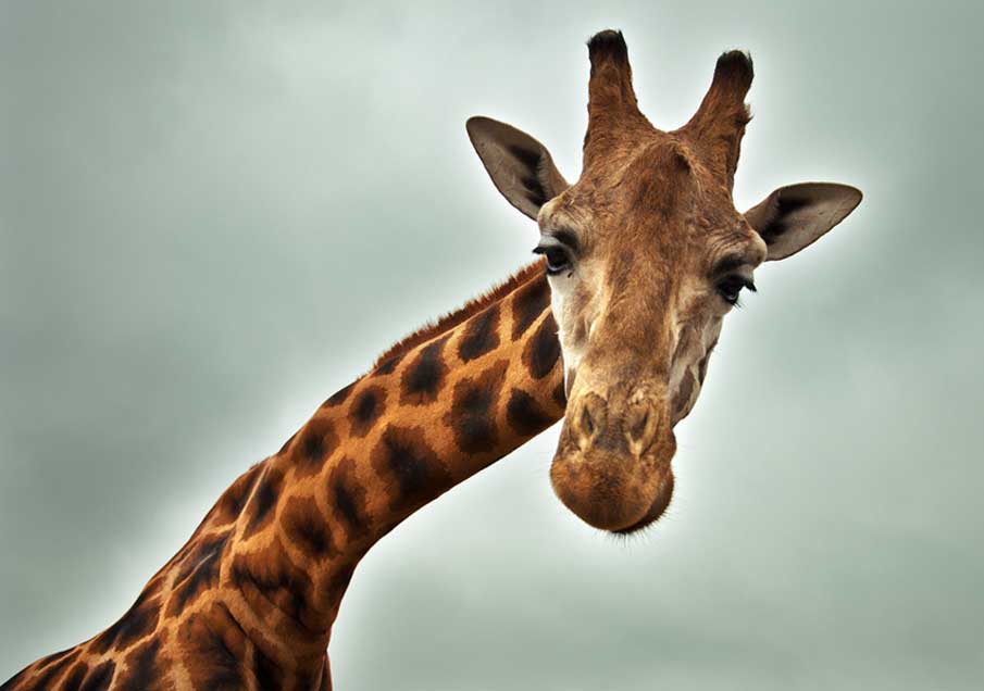 Sympathetic Giraffe