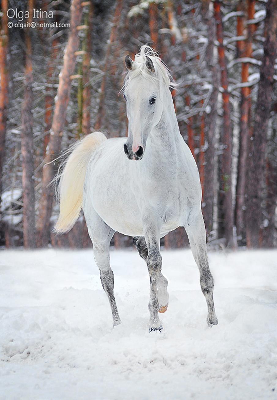  Equine photography