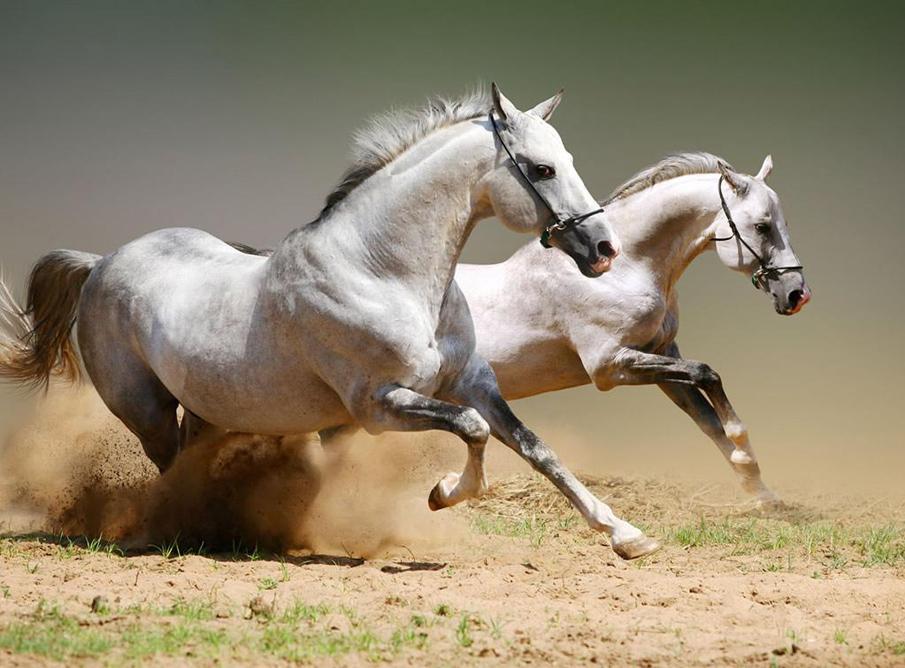  Equine photography