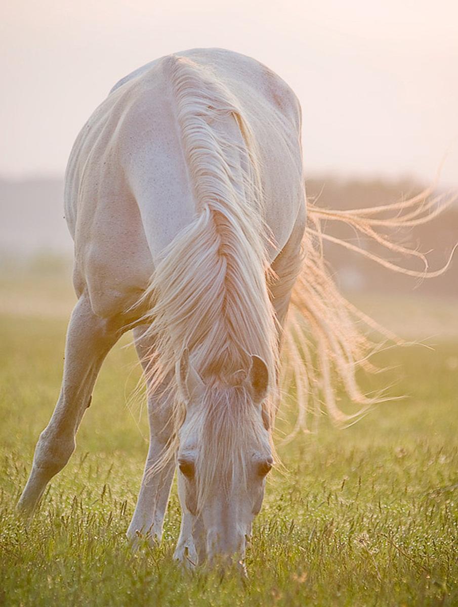  Equine photography