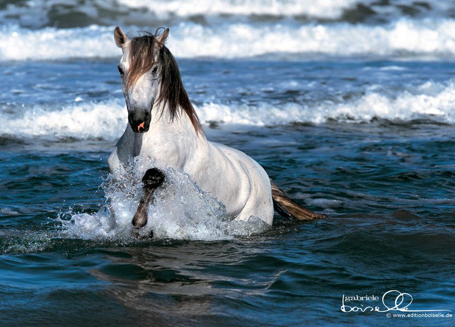  Equine photography