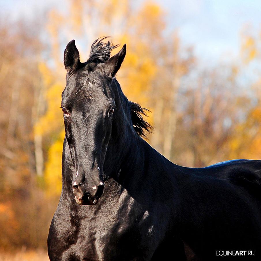  Equine photography