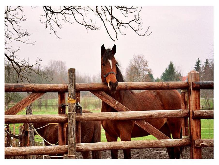  Equine photography