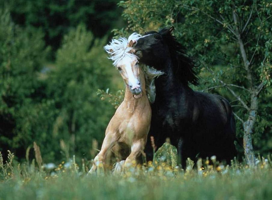  Equine photography