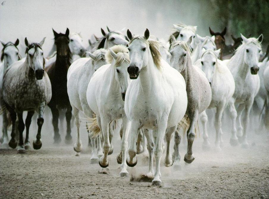  Equine photography