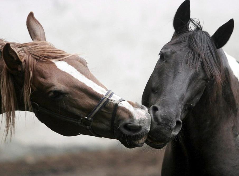  Equine photography