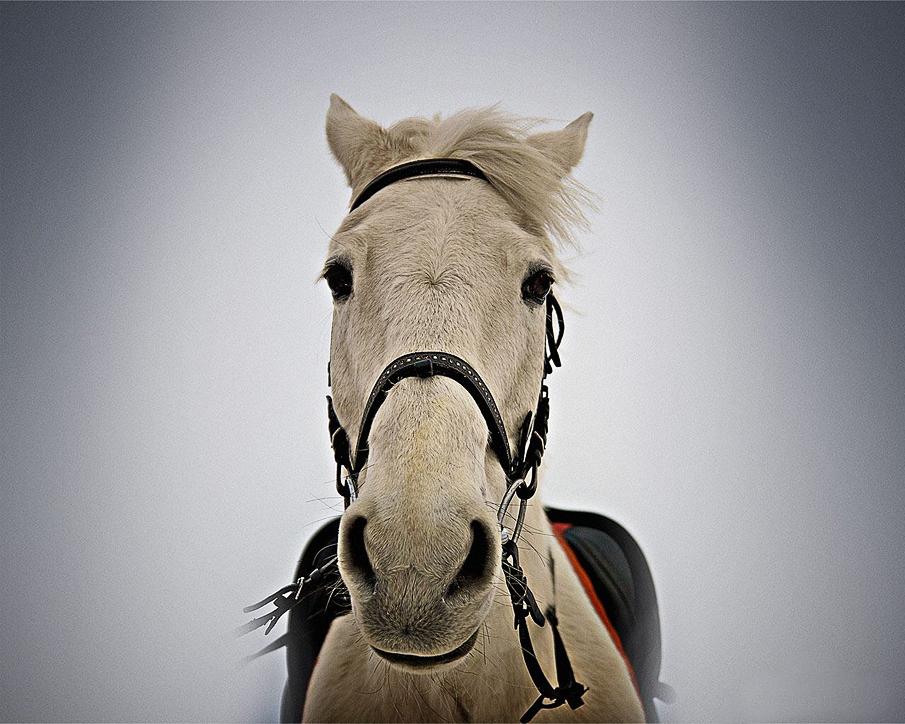  Equine photography