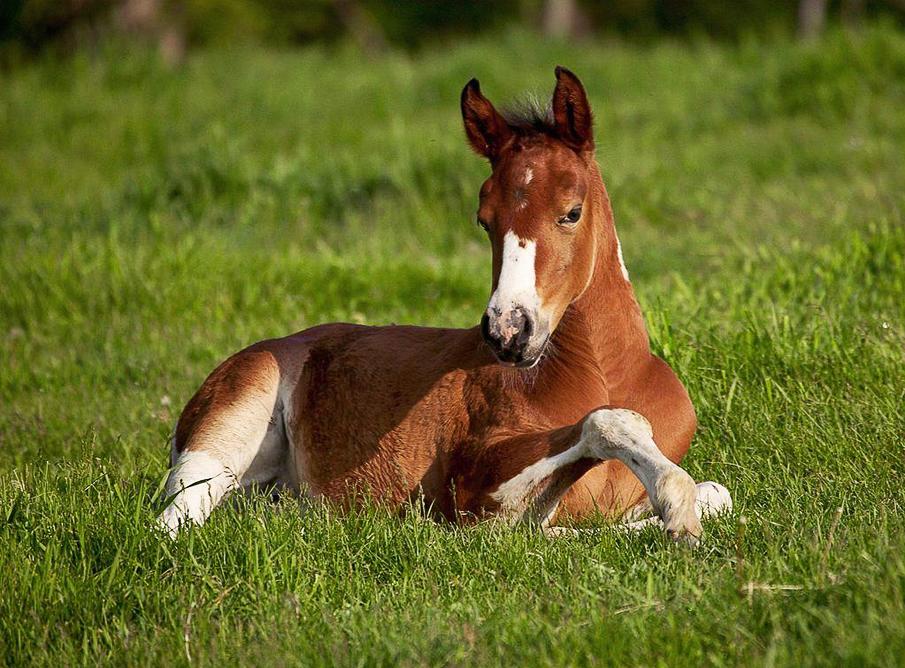  Equine photography