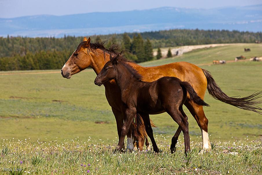  Equine photography