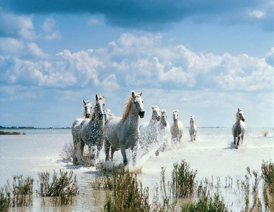  Equine photography