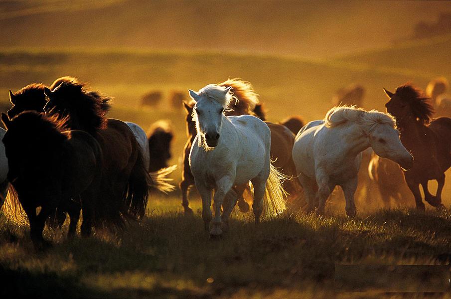  Equine photography