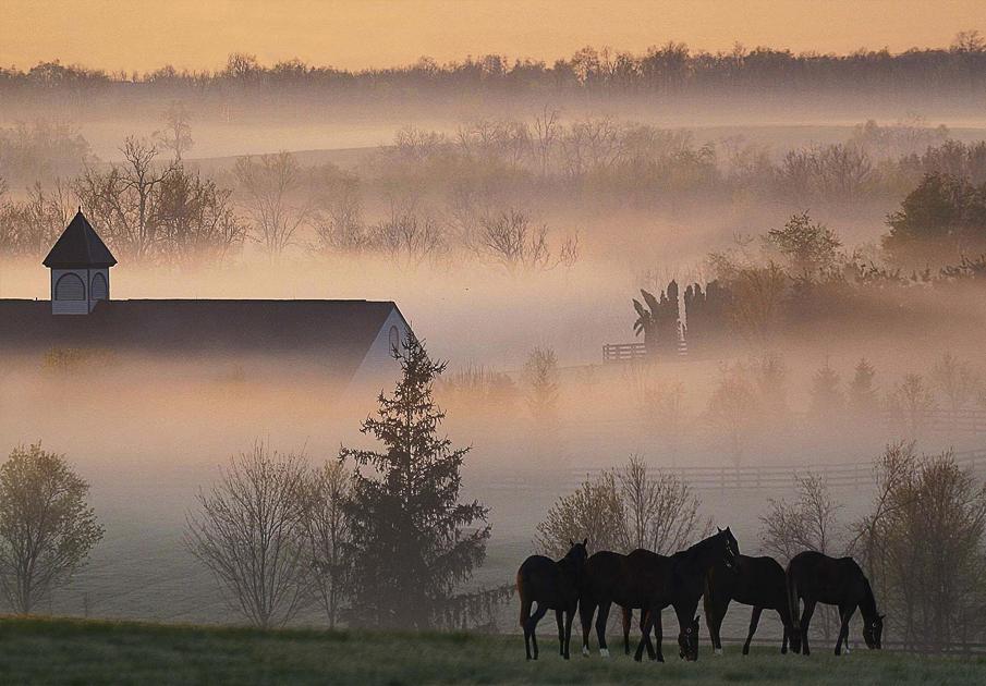  Equine photography