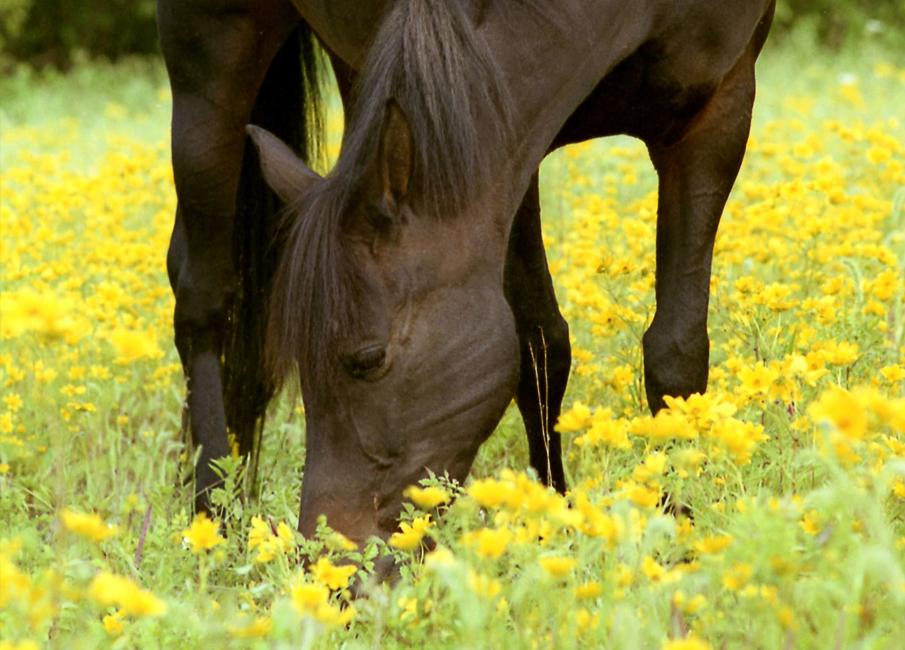  Equine photography