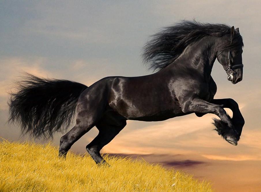  Equine photography