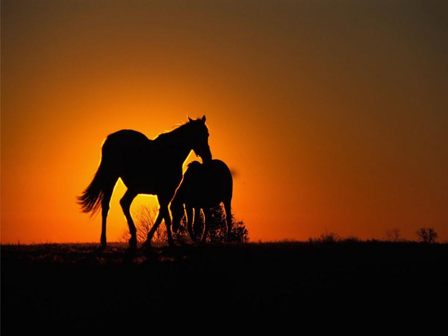  Equine photography