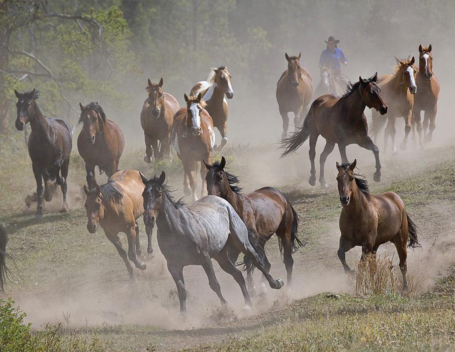  Equine photography