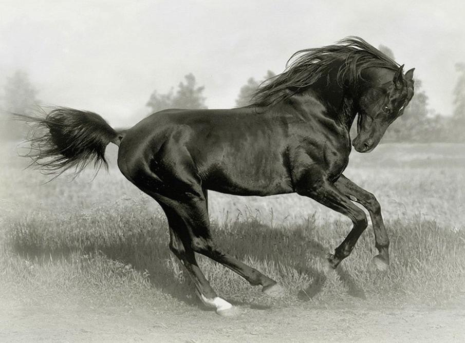  Equine photography