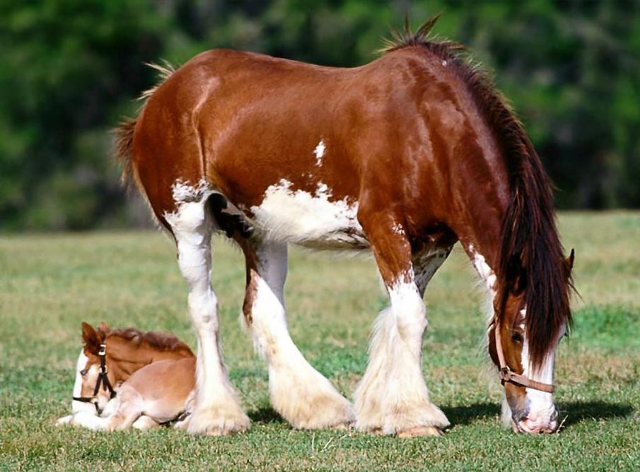  Equine photography