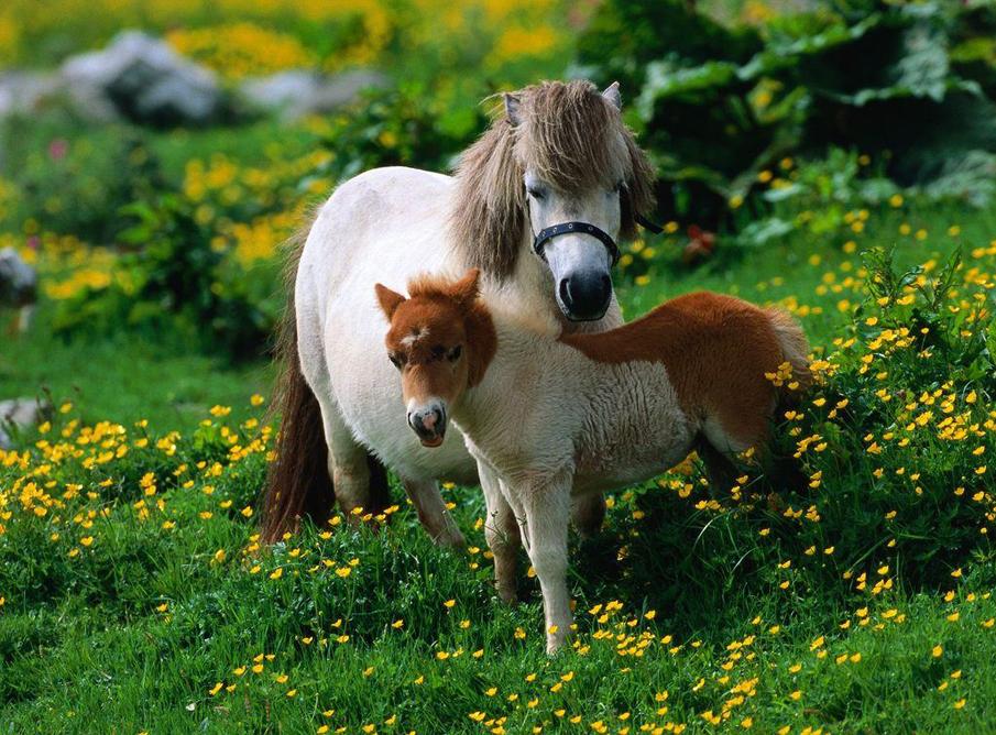  Equine photography