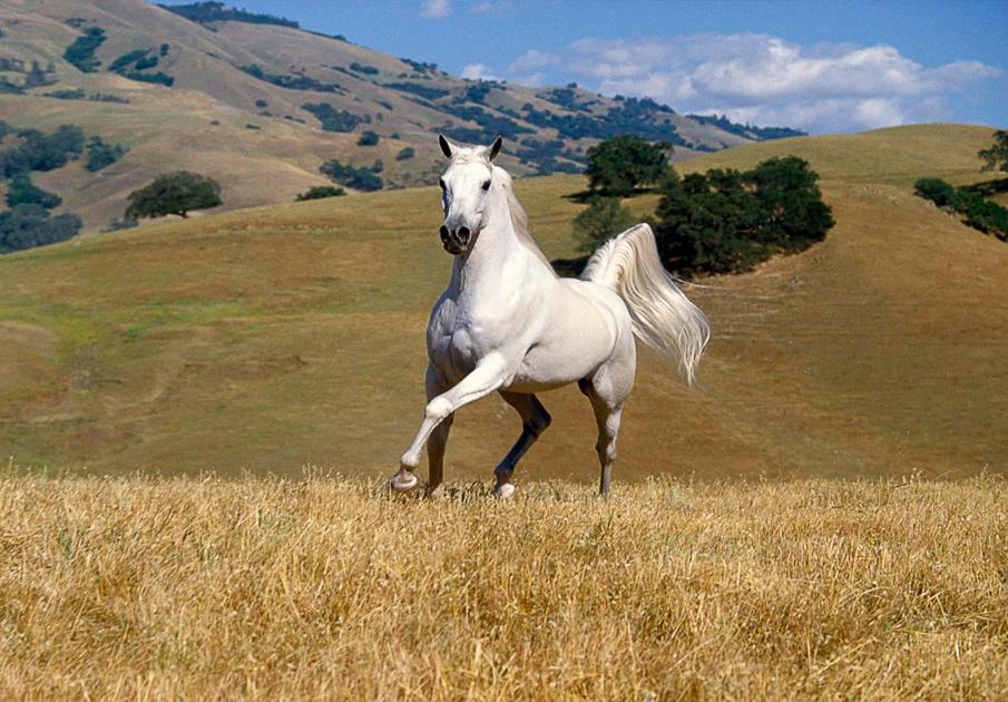  Equine photography