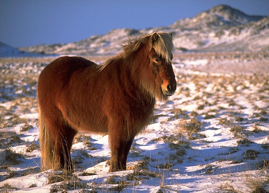  Equine photography