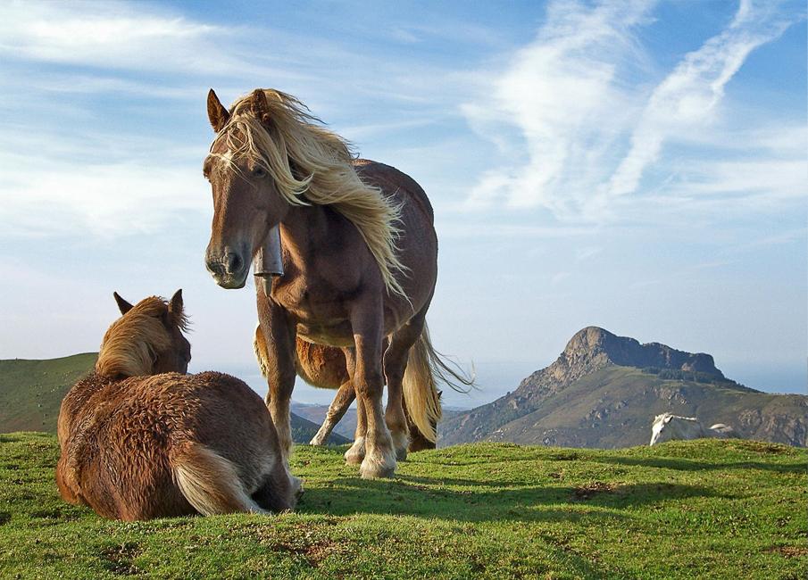  Equine photography