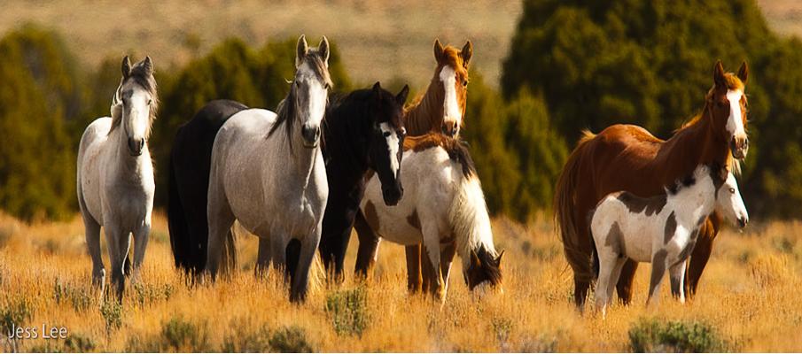  Equine photography