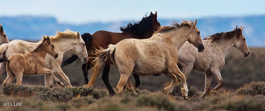  Equine photography