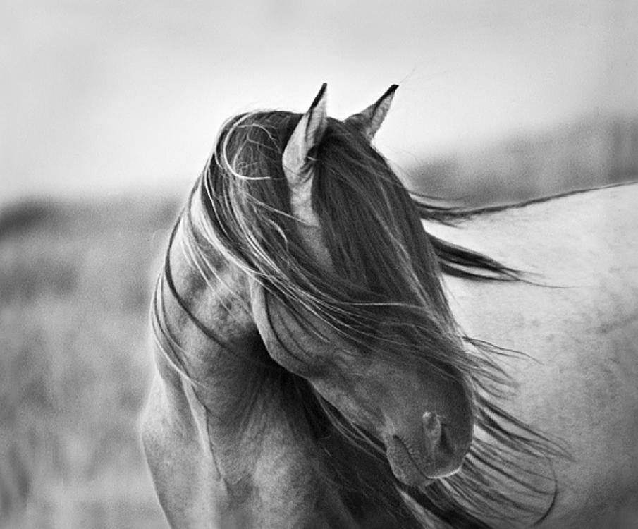  Equine photography