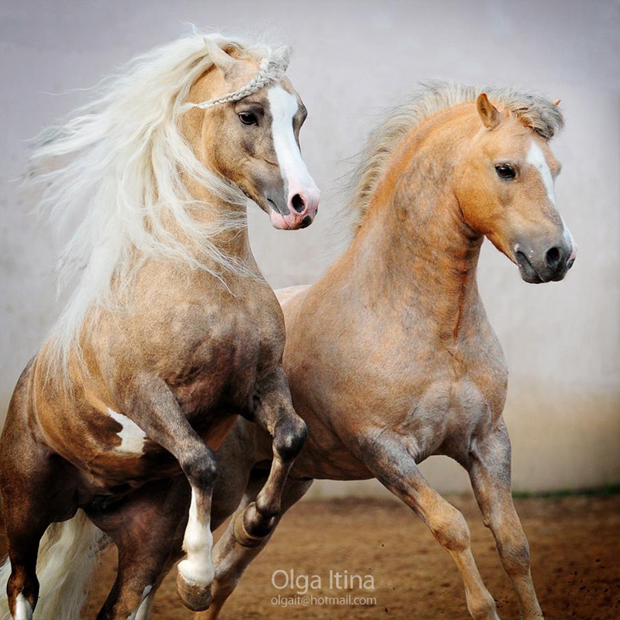  Equine photography