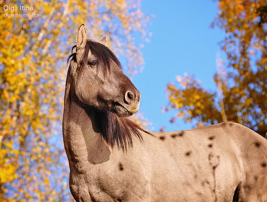  Equine photography