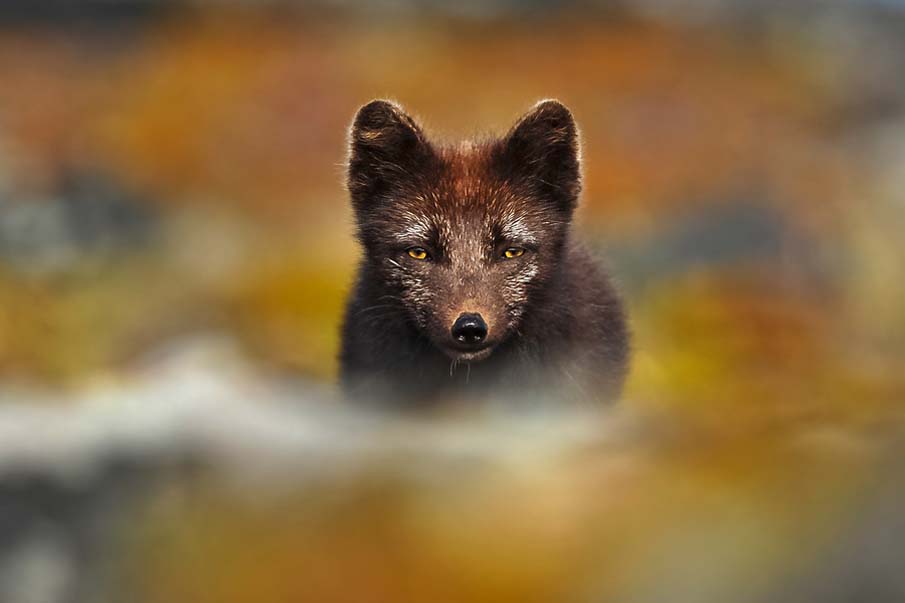 Arctic Fox