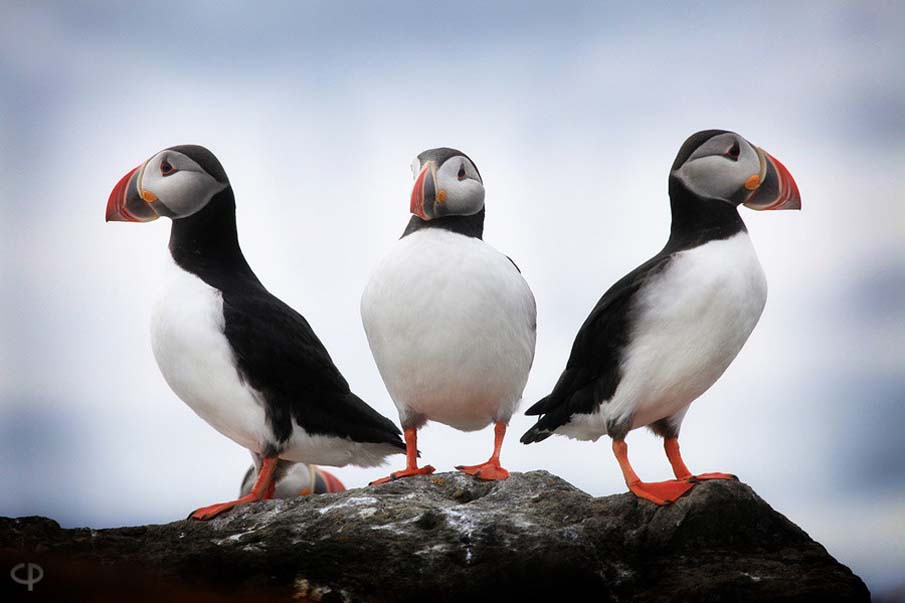 Puffins