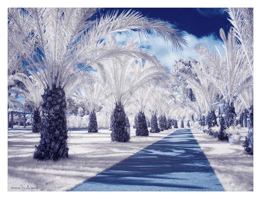 Ice Palms