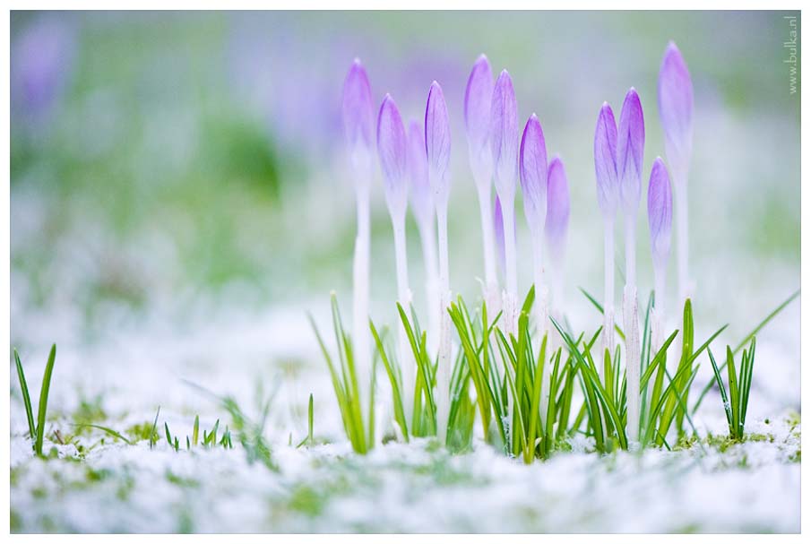 Harbingers of Spring