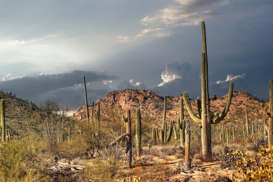 Saguaro Heaven